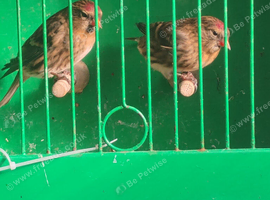 Redpolls for sale
