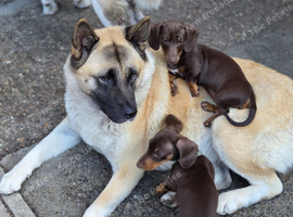 2 chocolate and tan miniature dashounds