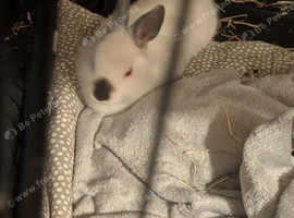 Netherland dwarf