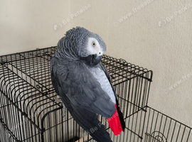 male  tame