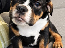 New English Bulldogs puppies