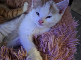 Ginger and white kittens