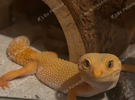 Female leopard gecko
