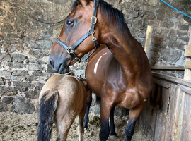 Brood mare Irish sports.