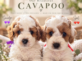 Available NOW - F1b Cavapoo Puppies (Red)