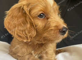 F1 cockapoo puppies