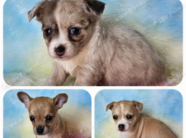 Long & short coat chihuahuas