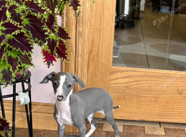 Gorgeous Italian Greyhound Puppies &ndash; 2 Boys & 2 Girls Available