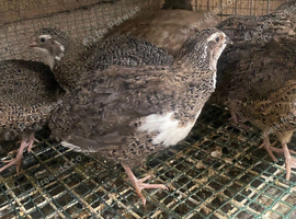 Quails males/females