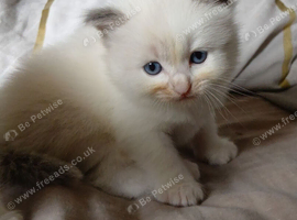Ragdoll Kittens, purebread. 3 girls