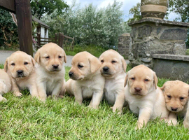 Labrador puppies