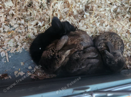 I have 2 litters of mini lops babies