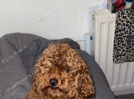 Baby ant the toy poodle stud