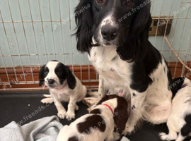 Springer spaniel puppies