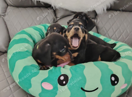 Beautiful miniature dachshund puppies ready now for new loving homes