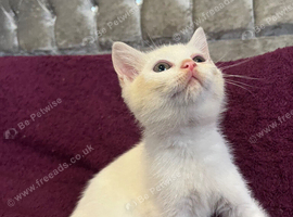 Gorgeous British Shorthairs kittens