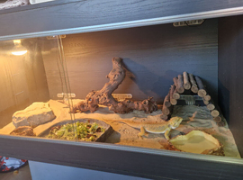 14 month old male bearded dragon and set up