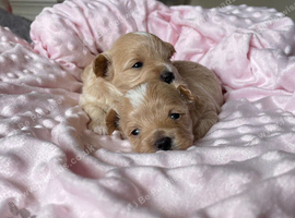 Beautiful Tiny Maltipoo F-1