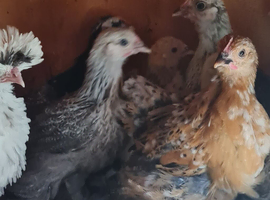 Pekin pullets