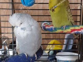 Cute budgies needing to be rehomed