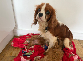 Cavapoo puppies