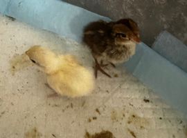 10 mixed bobwhite chicks