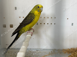 Black wing split black face budgies available