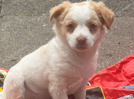Chihuahua with a drop of Yorkshire terrier