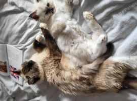 Boy and a girl pedigree ragdolls