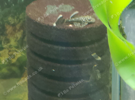Hi I have loads ov difreent size plecs to go