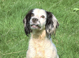 Multiple dogs rehoming