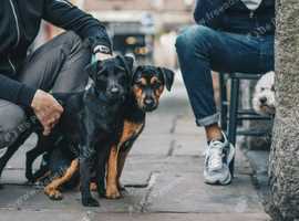 What Makes London Doggy Daycare Safe & Stress-Free for Your Dog?