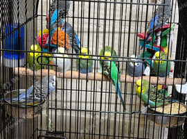 Baby budgies