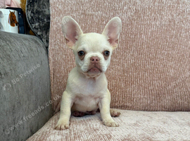 Frenchie puppies