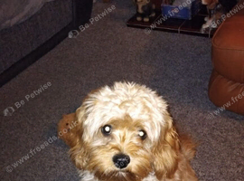 Cavapoo