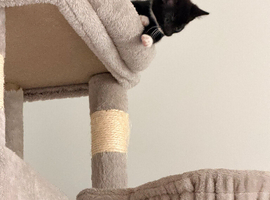 Beautiful male kitten