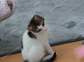 Kitten 3