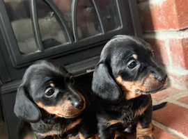 Miniature dachshund