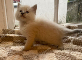 Mainecoon x ragdoll kittens