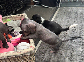 Dachshund cross Chinese crested