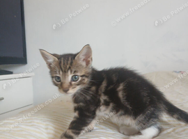 Tuxedo/Tabby kittens