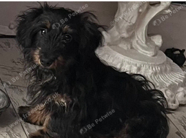Dachshund X