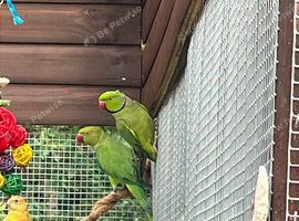 Indian ring neck