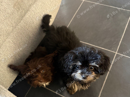 Cockapoo x Shitzu