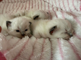 3 Ragdoll boys from littet of 5 .father bluepoint mother sealpoint.