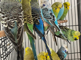 exhibition Budgies