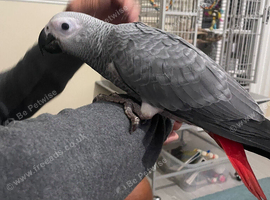 Congo baby African grey
