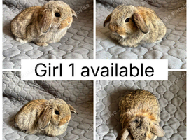 1 beautiful baby mini lop ready to reserve!