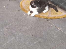 13 week old male kitten