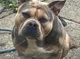 4 year old male